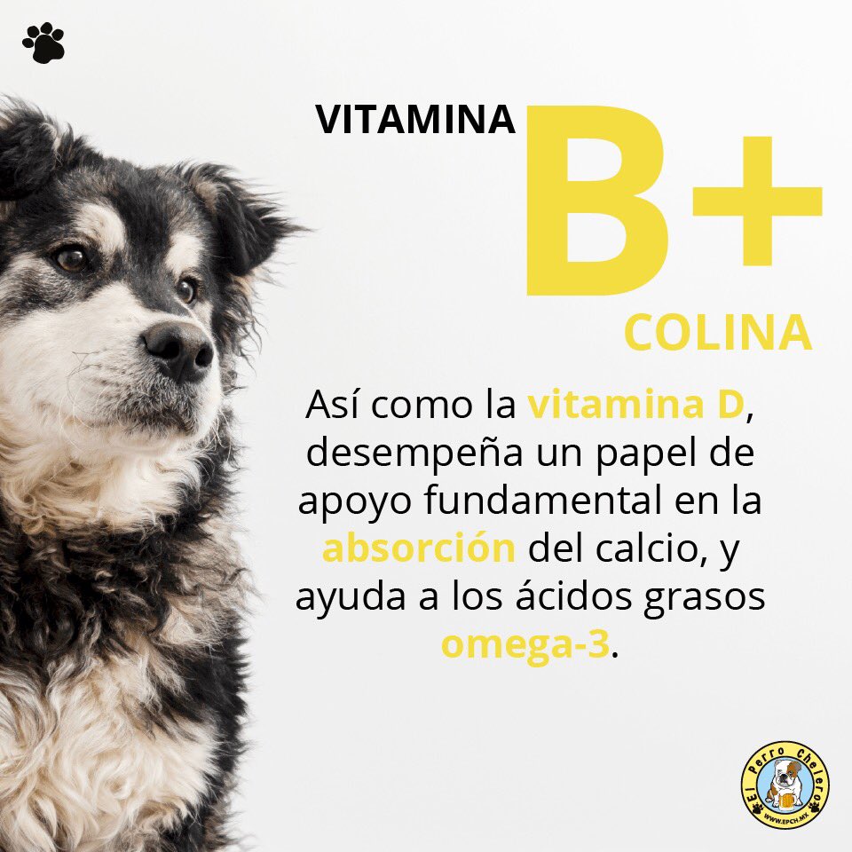 PerroCheleroMX's tweet photo. https://t.co/B9MYmRbMto