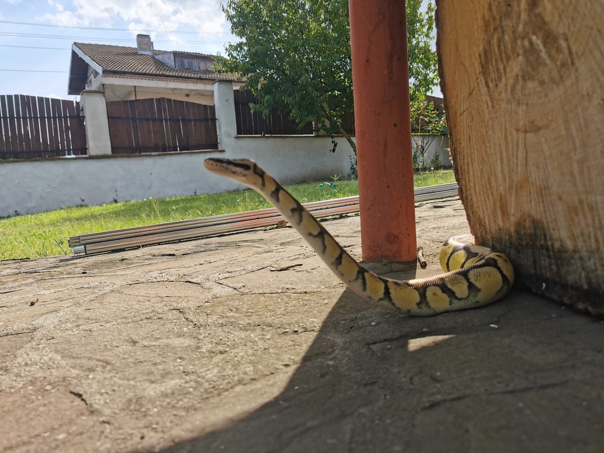 NoobAbility's tweet photo. Going for her afternoon garden adventures. https://t.co/zpiBTSvsdE