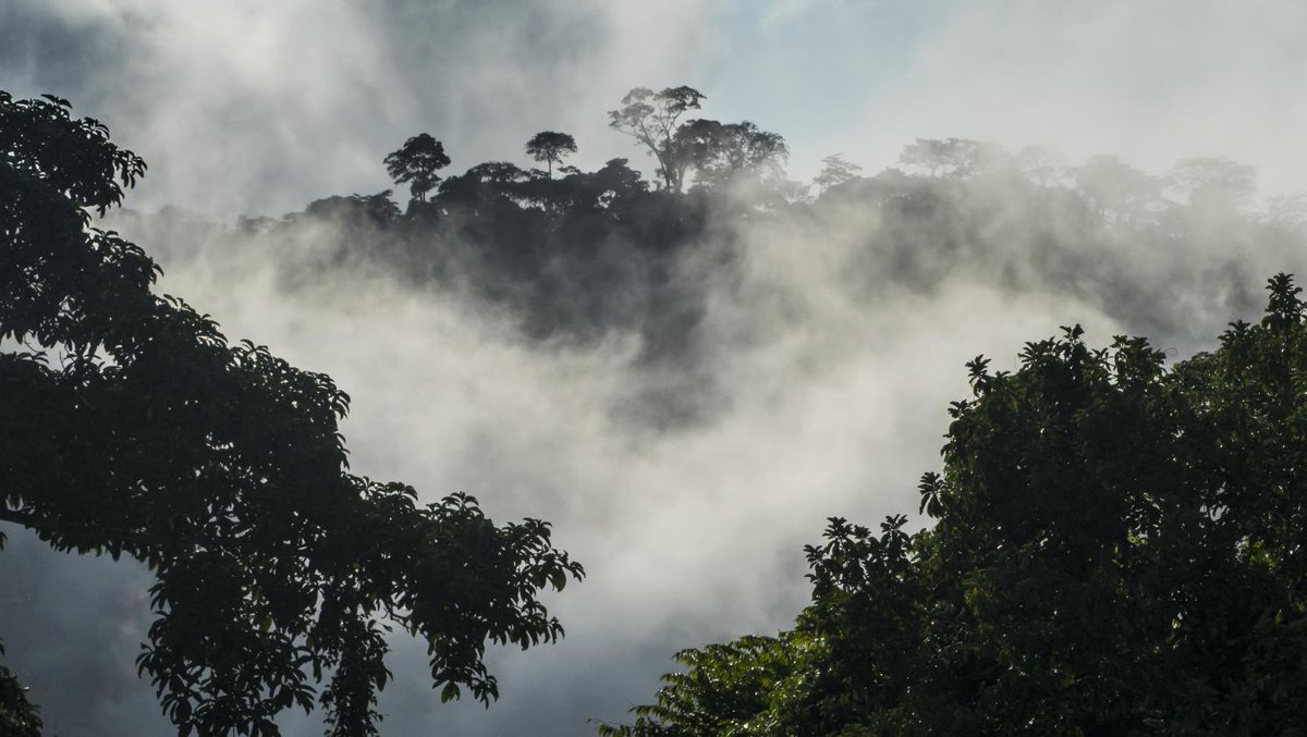 franceinfo's tweet photo. Cameroun : le gouvernement annule le projet d'exploitation de 68 000 hectares de forêt vierge

https://t.co/RM4SYtmeQW https://t.co/mPvJObAUqb