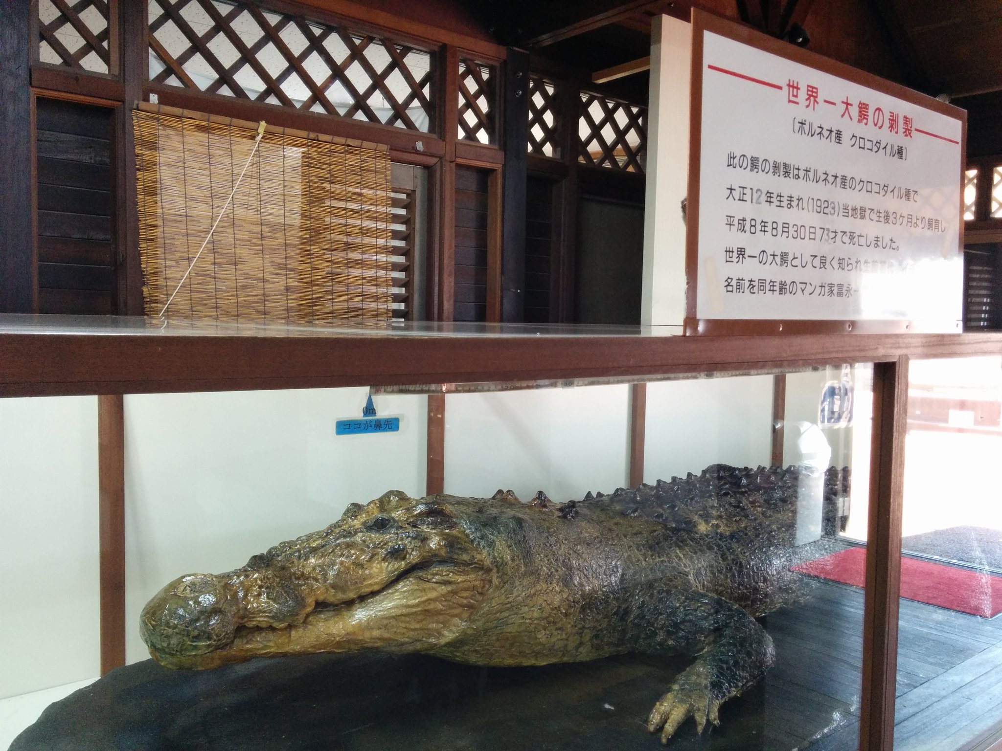 永久里 別府の地獄めぐりシリーズ お次は鬼山地獄 別名 ワニ地獄 と呼ばれるだけあって ワニがいっぱいだ T Co 4whhdirshx Twitter