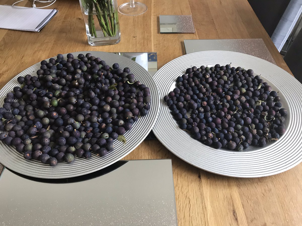 Join me 6pm <a href="/BBCCornwall/">BBC Cornwall</a> with Sloe advice, mine are ripening <a href="/Nmtheburdocks/">NeverMindTheBurdocks</a> will chat foraging <a href="/jasonthomasdanc/">Jason Thomas Dance</a> chats dance and #makeadifference podcast