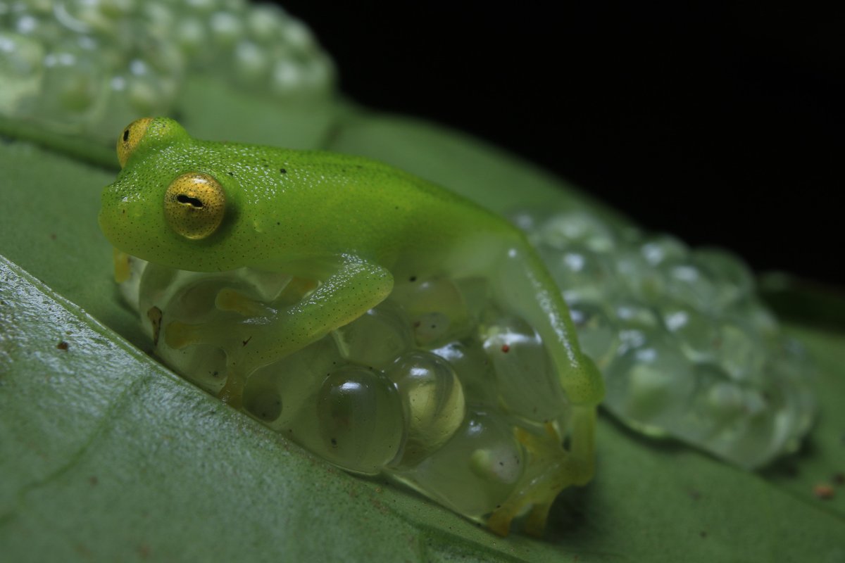 inaturalist's tweet photo. A Hyalinobatrachium orientale glass #frog covers its eggs - it's our #WildlifeWednesday Observation of the Day! Seen in #TrinidadAndTobago by zakwildlife.

More details at: https://t.co/BuOOq2WKYu #OOTD #amphibians #herpetology #nature #biodiversity #animals #frogs #wildlife https://t.co/nhhTj1voe8