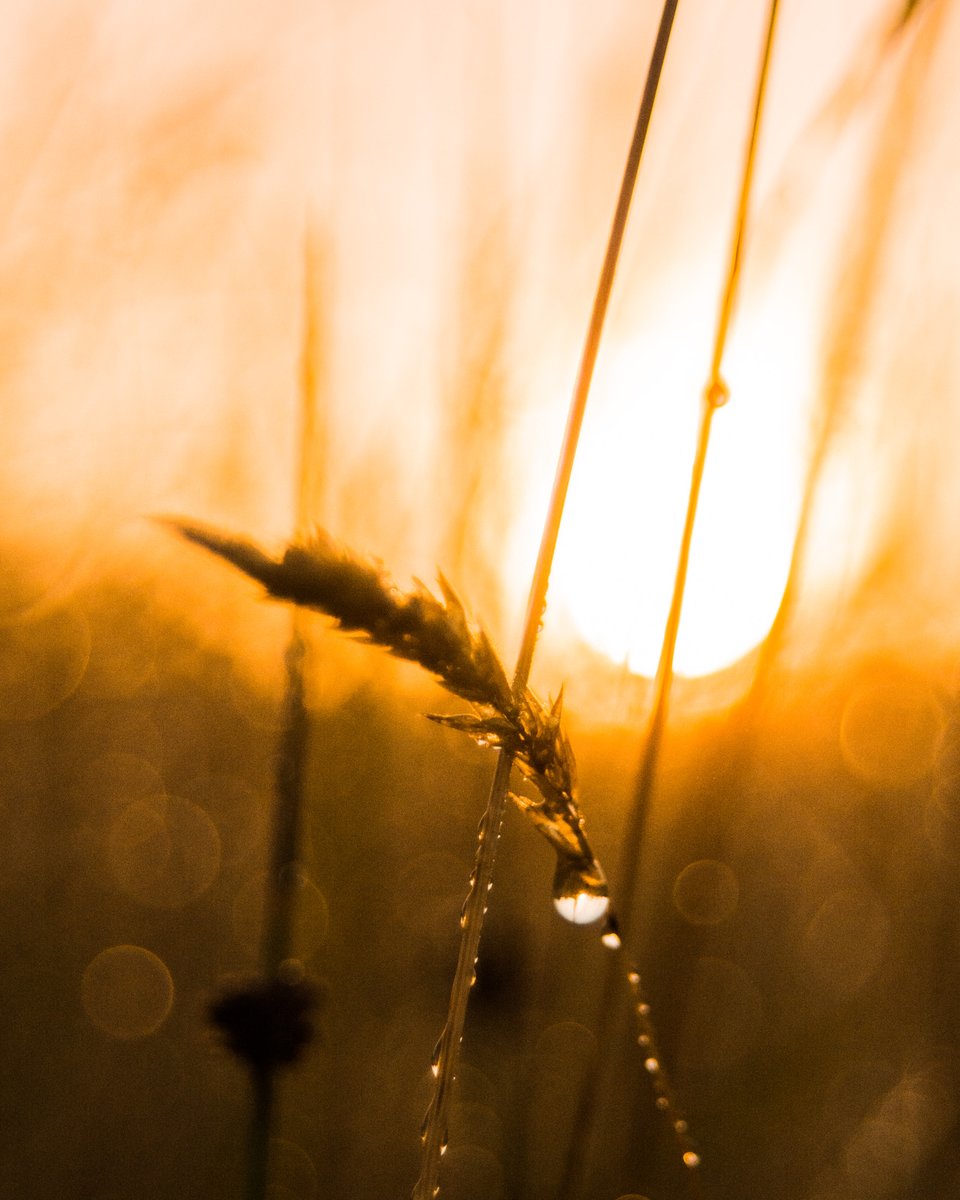 dramaa_princess's tweet photo. Sunrise in the field 

#photography #nature #sunries https://t.co/c79XInrpuK