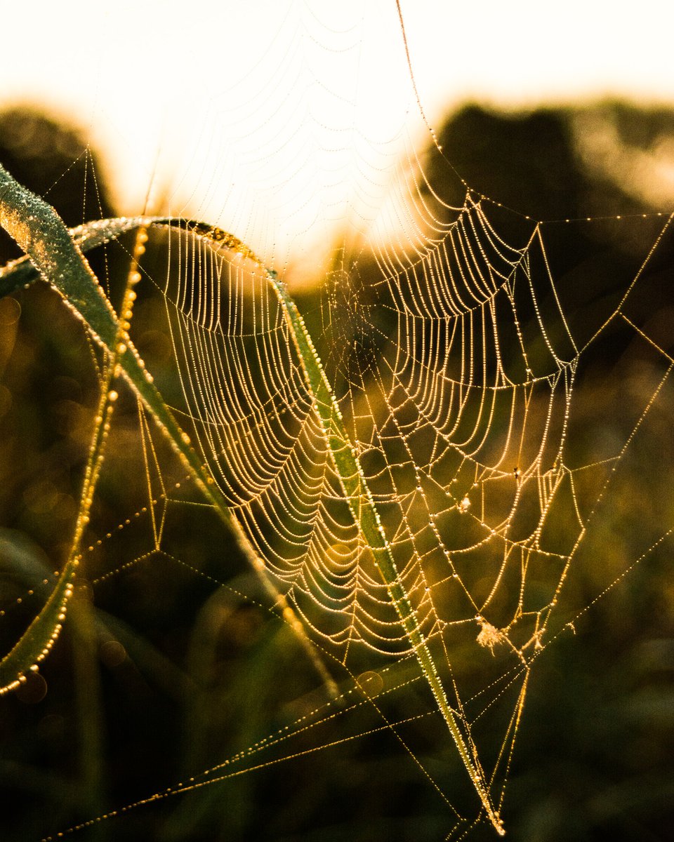 dramaa_princess's tweet photo. Sunrise in the field 

#photography #nature #sunries https://t.co/c79XInrpuK