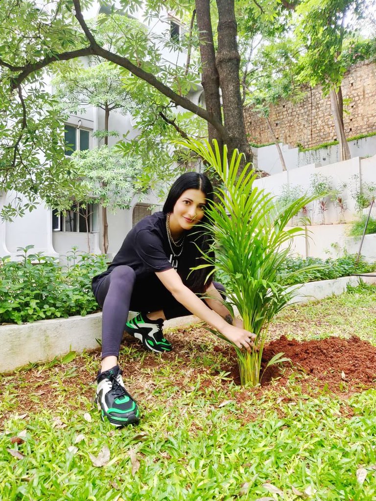 NSK_BRS's tweet photo. Actor Shruti Haasan accepted #GreenindiaChallenge given by #superstar @urstrulyMahesh garu and planted saplings.

#GIC3.0🌱 
@MPsantoshtrs @shrutihaasan https://t.co/ZX0ytrs561