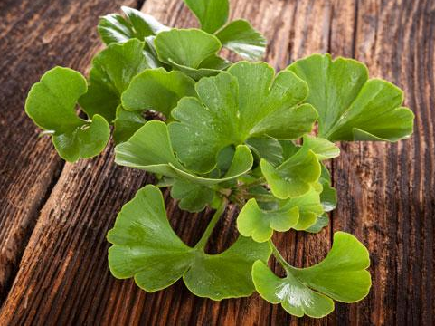Tradmedtalks's tweet photo. Ginkgo #herbalmedicines may increase #seizures in people with #Epilepsy -Selling herbal remedy because of growing scientific evidence that ginkgo may increase the risk of seizures in people with epilepsy and reduce the effectiveness of anti-seizure drugs #traditionalmedicine https://t.co/VexkXPQ0Ta