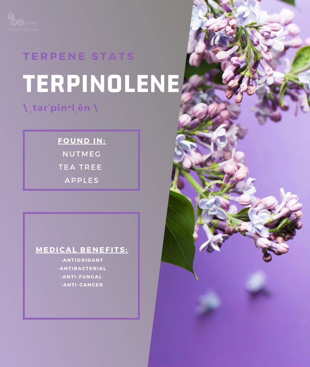 thccenter's tweet photo. Fun Factoid. Terpinolene may induce minor drowsiness. This drowsiness may, in turn, reduce anxiety as the body and mind simultaneously calm. Terpinolene has also proven useful as an element of soaps and other cleaning agents, as well as fragrances. https://t.co/xyRRxLe5Pj