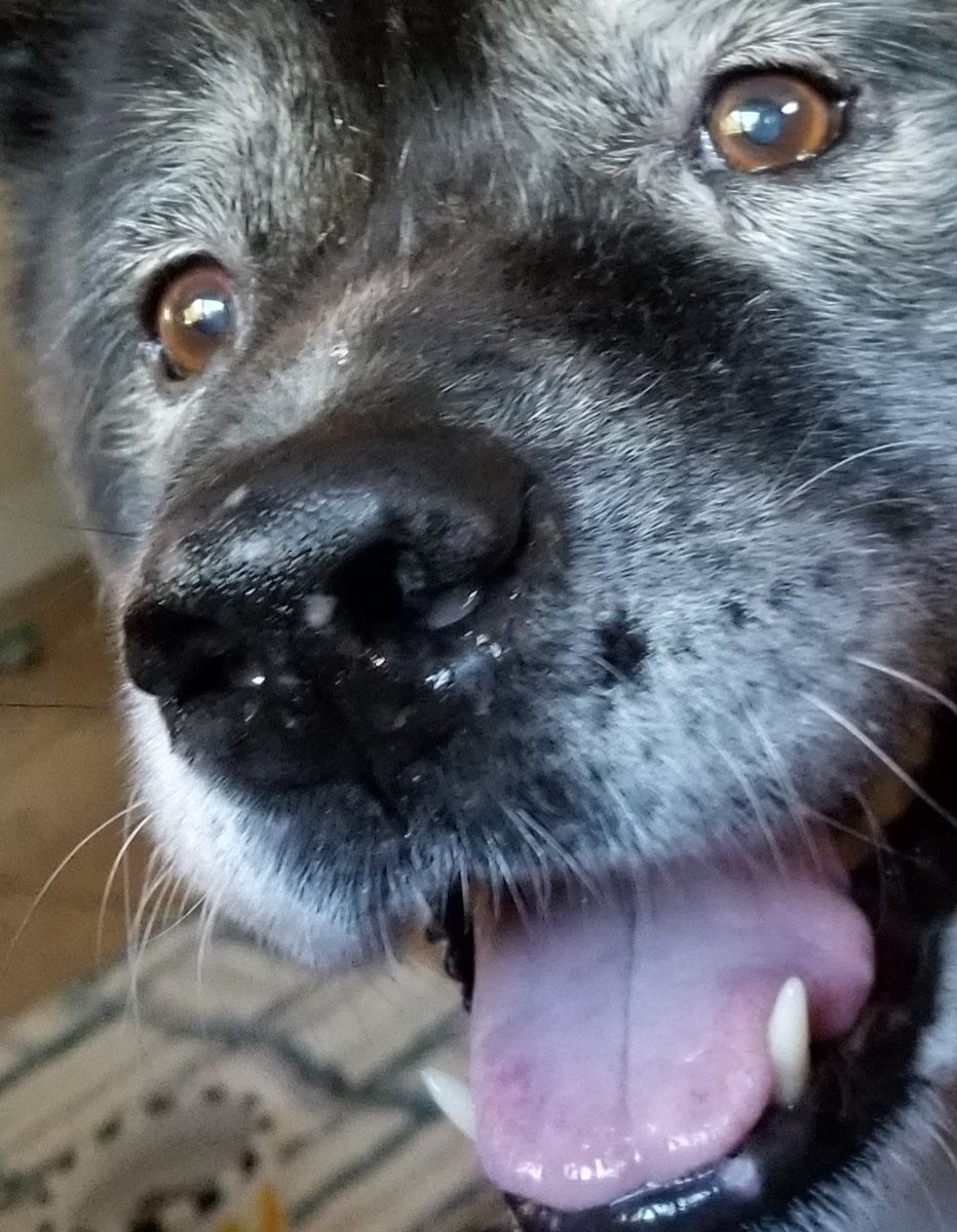 lovedogsandbeer's tweet photo. Did you say...
Cookie? 
Snack?
Bisquit?
Treat? https://t.co/t3AbNqJUv9