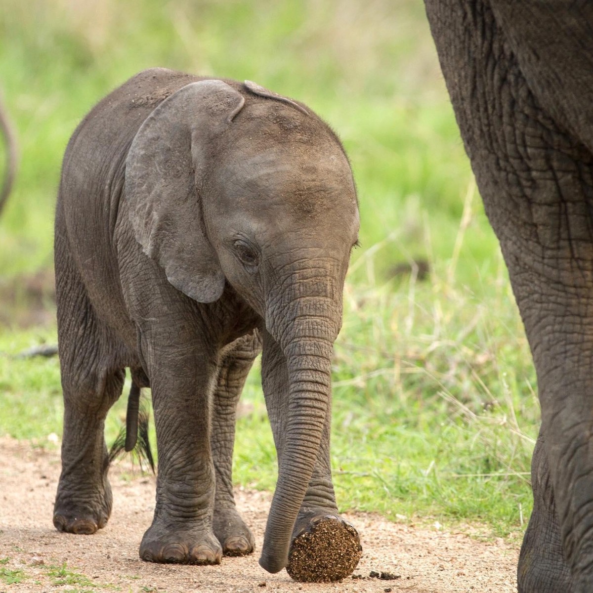 Happy #WorldElephantDay⁣ 🐘
⁣
Baby elephants will often eat the fresh dung of other elephants in order to strengthen their own digestive and immune systems.
⁣
#EarthCapture by Nick du Plessis