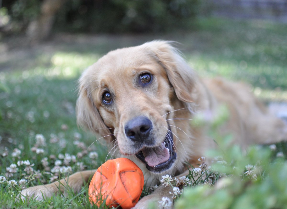 Pals! It’s Holly Joy! My account has been locked for 4 days. Mom stupidly tried to change my bday.🙄And hasn’t been successful at getting my account back. So she started a new one. Can you please share/retweet so I can find all my pals again? Thank you. 💜🐾
.
.
#dogsoftwitter
