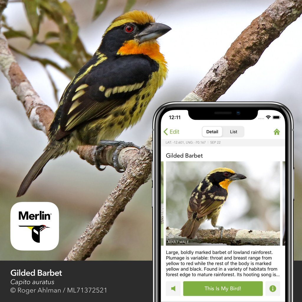 The  @Team_eBird is huge and well-labelled, making it ideal for use with machine learning. I benefit from this almost every day, using  @MerlinBirdID to confirm IDs on birds I'm not sure of.