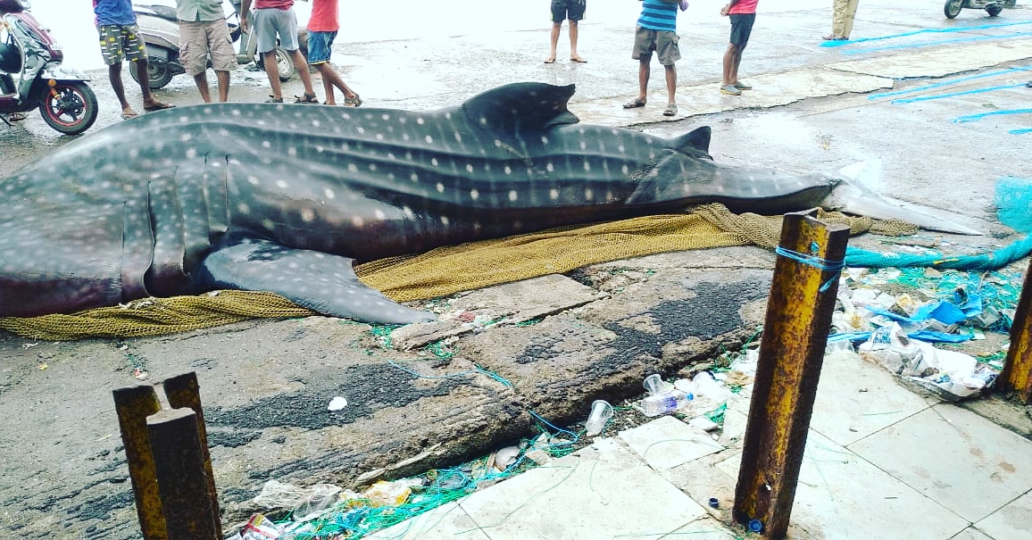 raww_tweets's tweet photo. Caution: Graphic content
#FishAlert
Fisheries & Forest Department order probe after 25 feet long Whale Shark found at Sassoon Dock in Mumbai , which was later cut into pieces.
Whale Sharks are top protected species of fishes in the Wildlife Protection Act, 1972
@MahaForest https://t.co/yD3oGcalvV