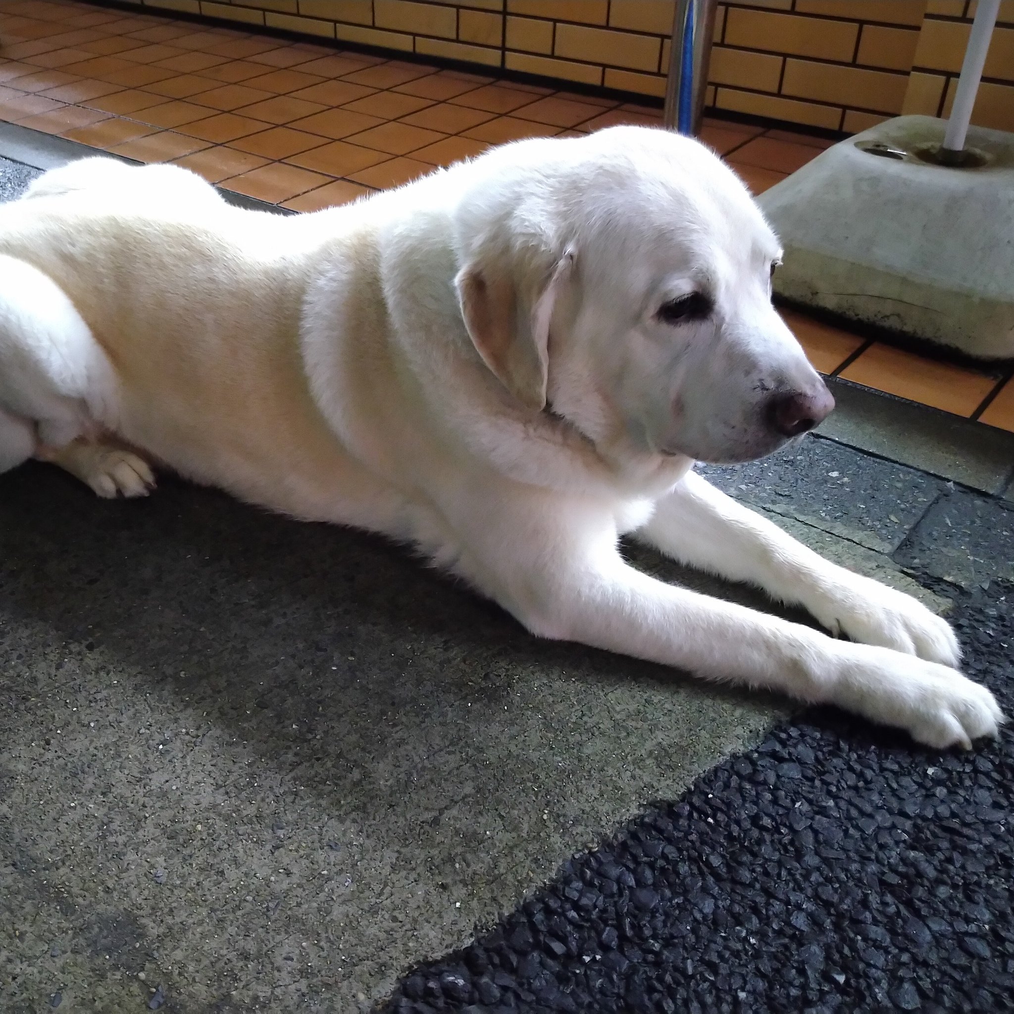 Esc コンビニの前に飼い主を待ってる犬 近づいても大人しくて可愛かった カメラを見てくれなかった笑 動物 動物好き 動物好きな人と繋がりたい 動物好きと繋がりたい 白犬 大型犬 おとなしい 大人しい さんぽ 散歩好き 散歩日和 T