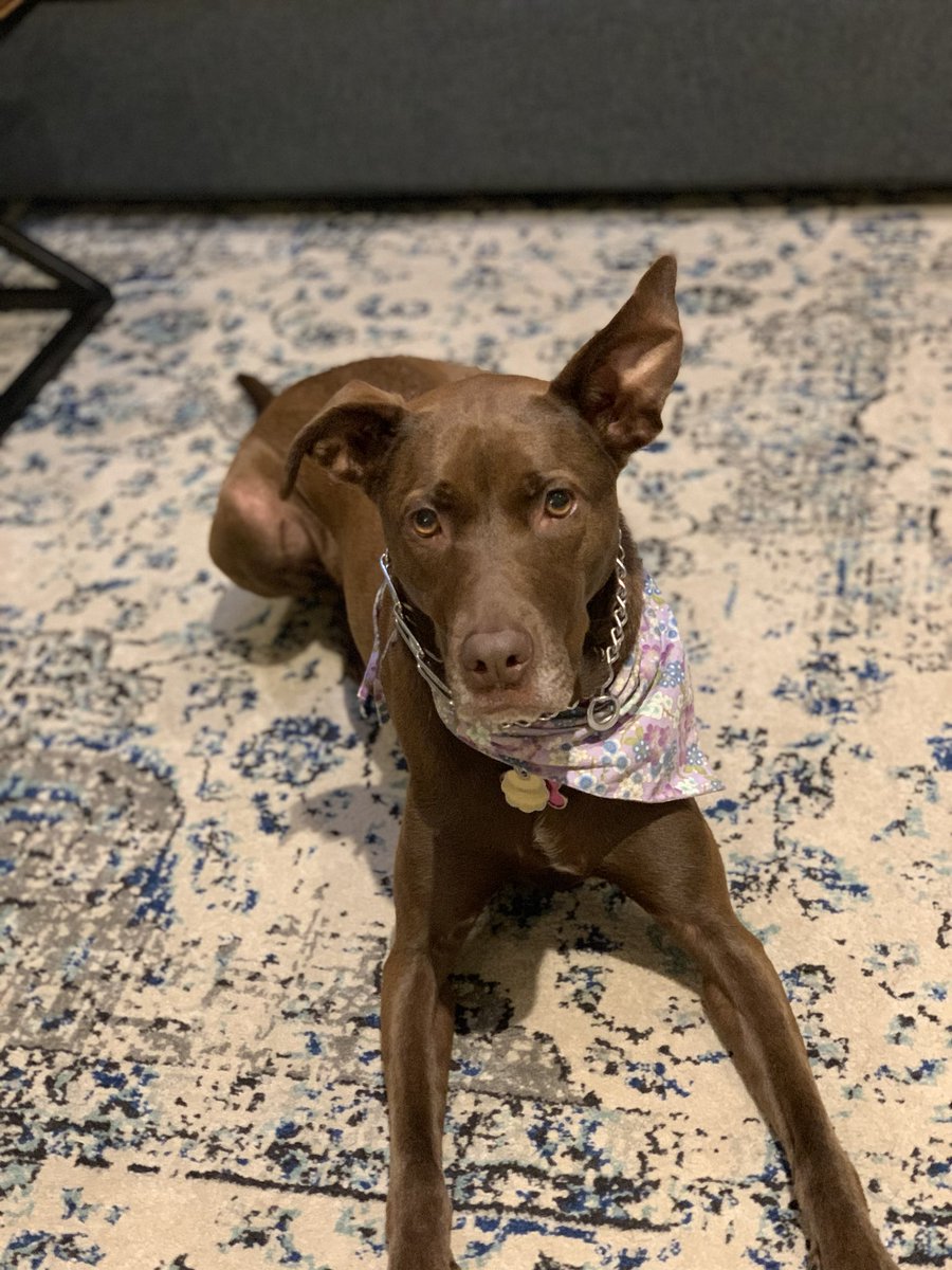 jenlipner's tweet photo. My office assistant is all ear(s) for @ASAEannual this week! #PetsofASAE20 @NaylorLLC https://t.co/ar7lASJTXN