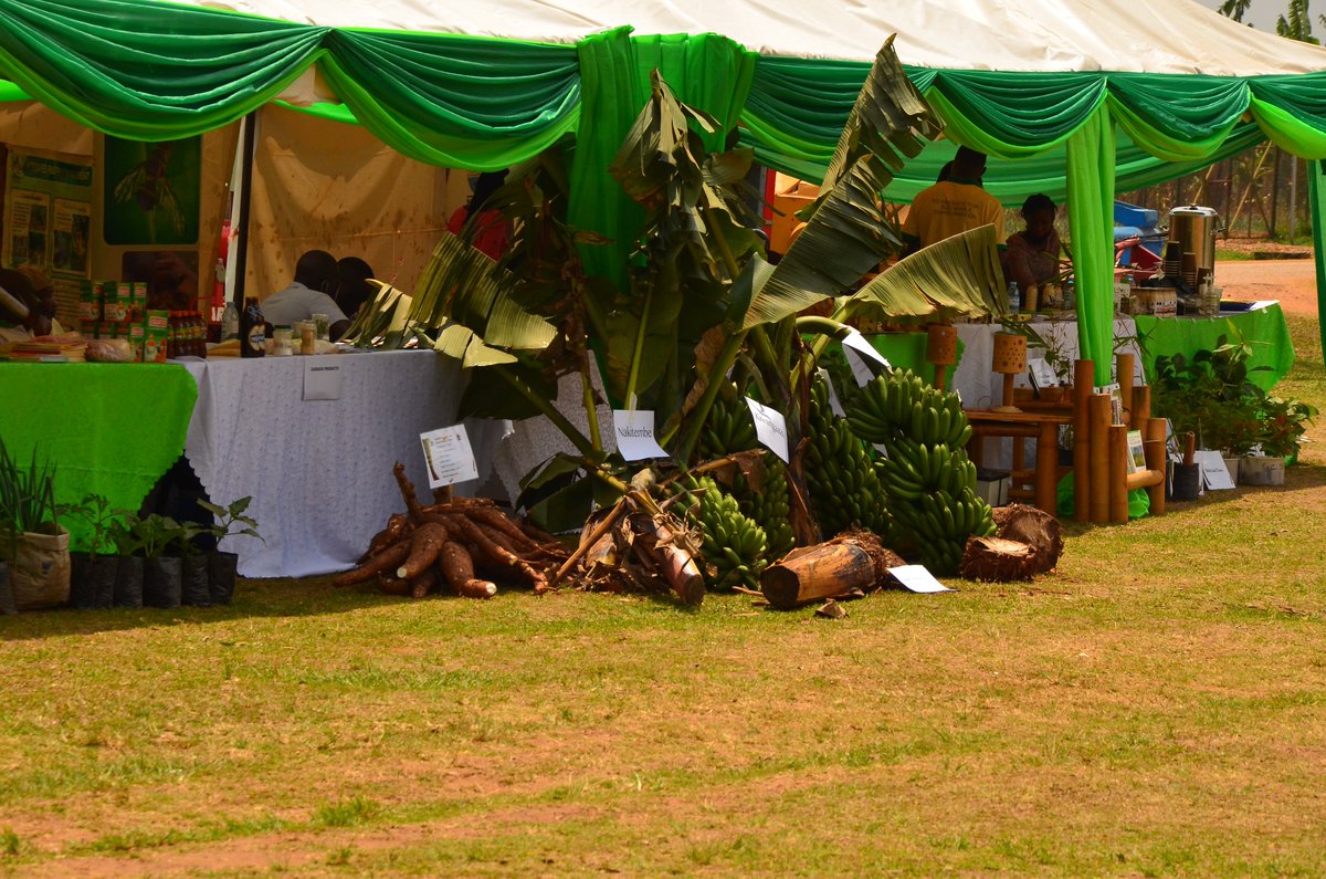 MAAIF_Uganda's tweet photo. The Agricultural sector has also been represented in a scientific exhibition in Kawanda by the Crop Protection Department, the Mechanization Department, @NOPP_UG and @narouganda #UGAgriculture #NARO4Devt https://t.co/A0d9hNaF39