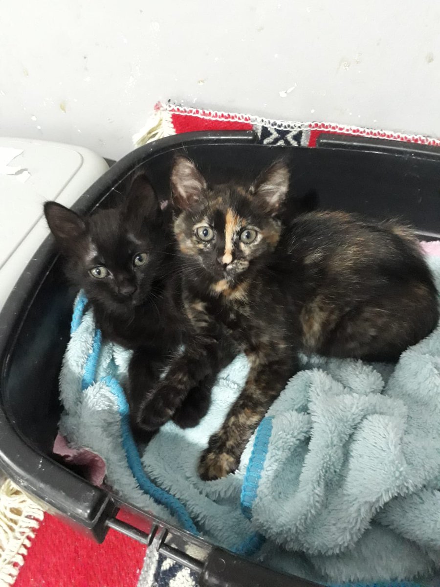 Okuldaki yetişkin kedilerimizin ve yavru kedilerimizin mamaları azaldı. Pandeminin bizi bıraktığı zor günlerde mama bağışına ihtiyacımız var🐾 Bio'muzdaki linkten patifood hesabımıza bağış yapabilirsiniz💕