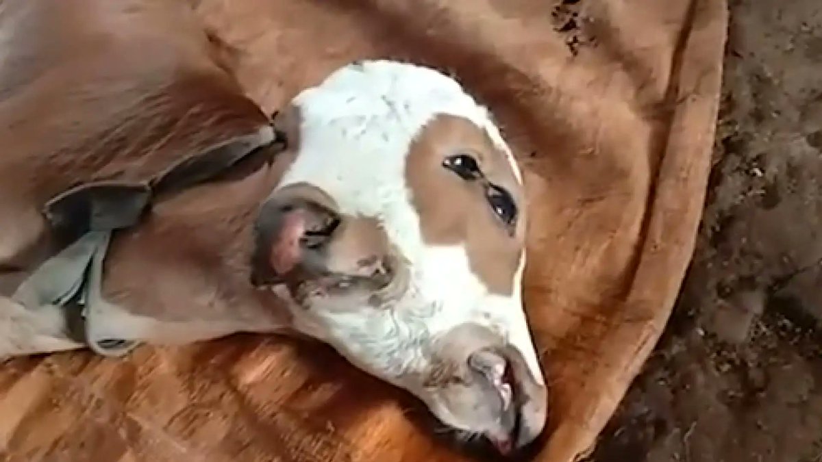 Телёнок с двумя головами поразил Бразилию: необычное явление в мире животных Телёнок с двумя головами поразил Бразилию: необычное явление в мире животных