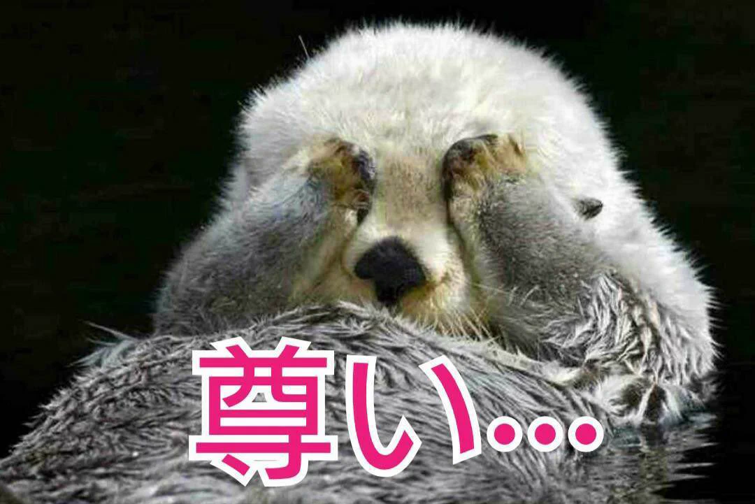 @nagawatomo 狸って可愛いんだな、尊い、、、こっち海だからさっ、、、あー動物園行きてー 