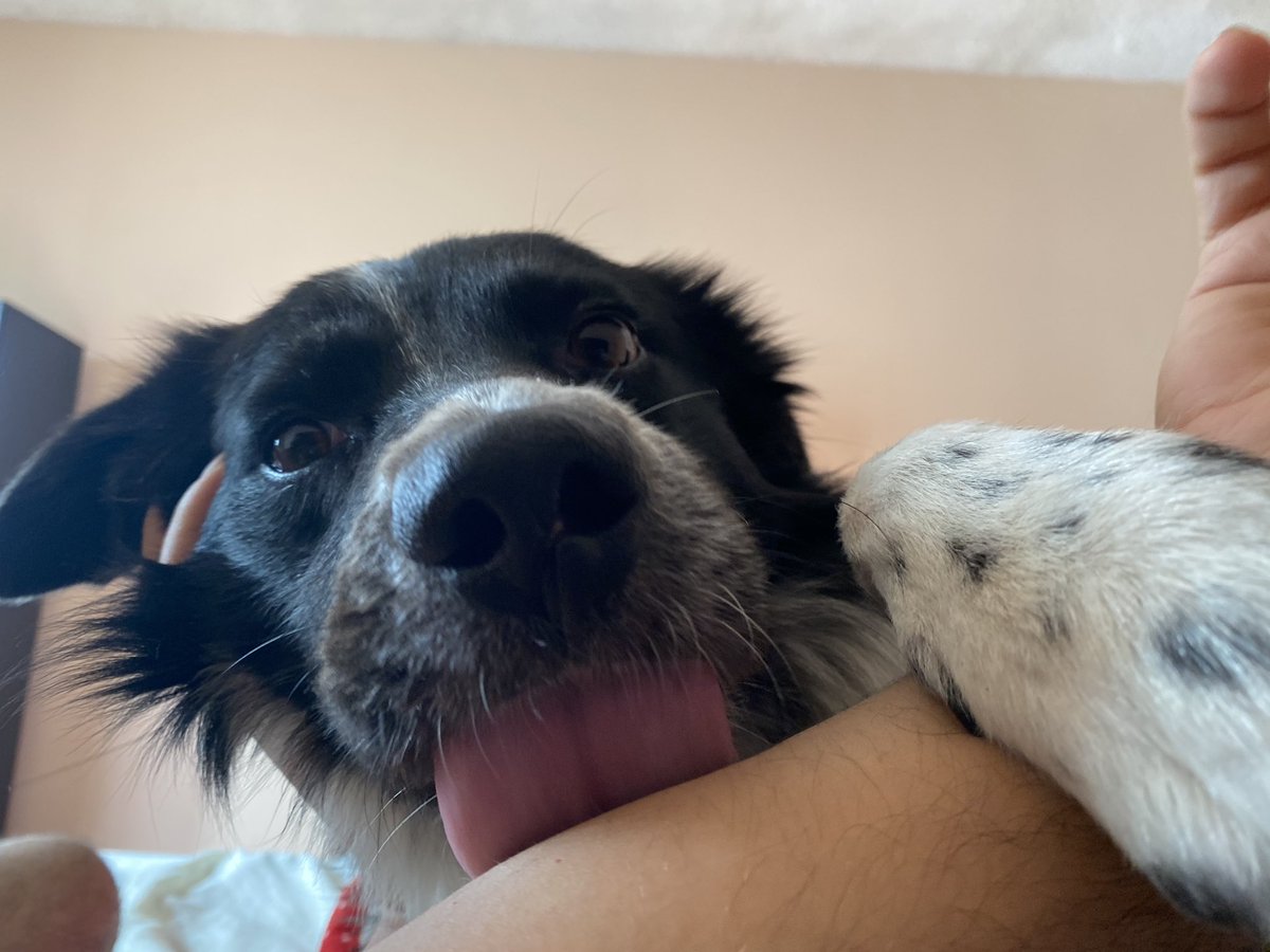MayelaLuna_'s tweet photo. Alguien nos despertó 🐶💙 https://t.co/IS1p6Cabi6
