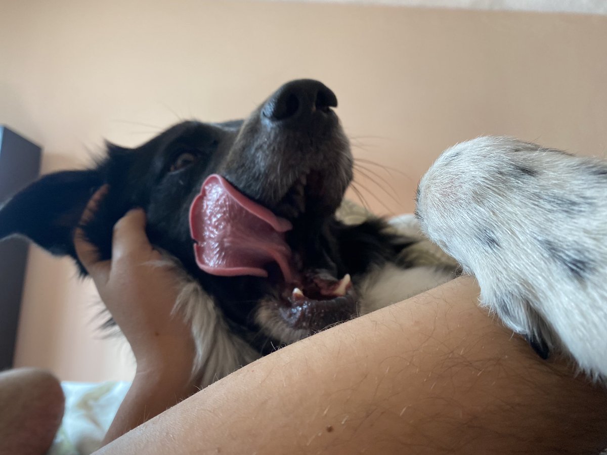 MayelaLuna_'s tweet photo. Alguien nos despertó 🐶💙 https://t.co/IS1p6Cabi6