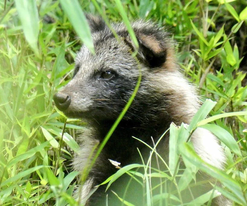 @nagawatomo あまりにも素晴らしかったので、俺が撮ったタヌキさん置いていきますね。
素晴らしい作品、ありがとうございます😊 