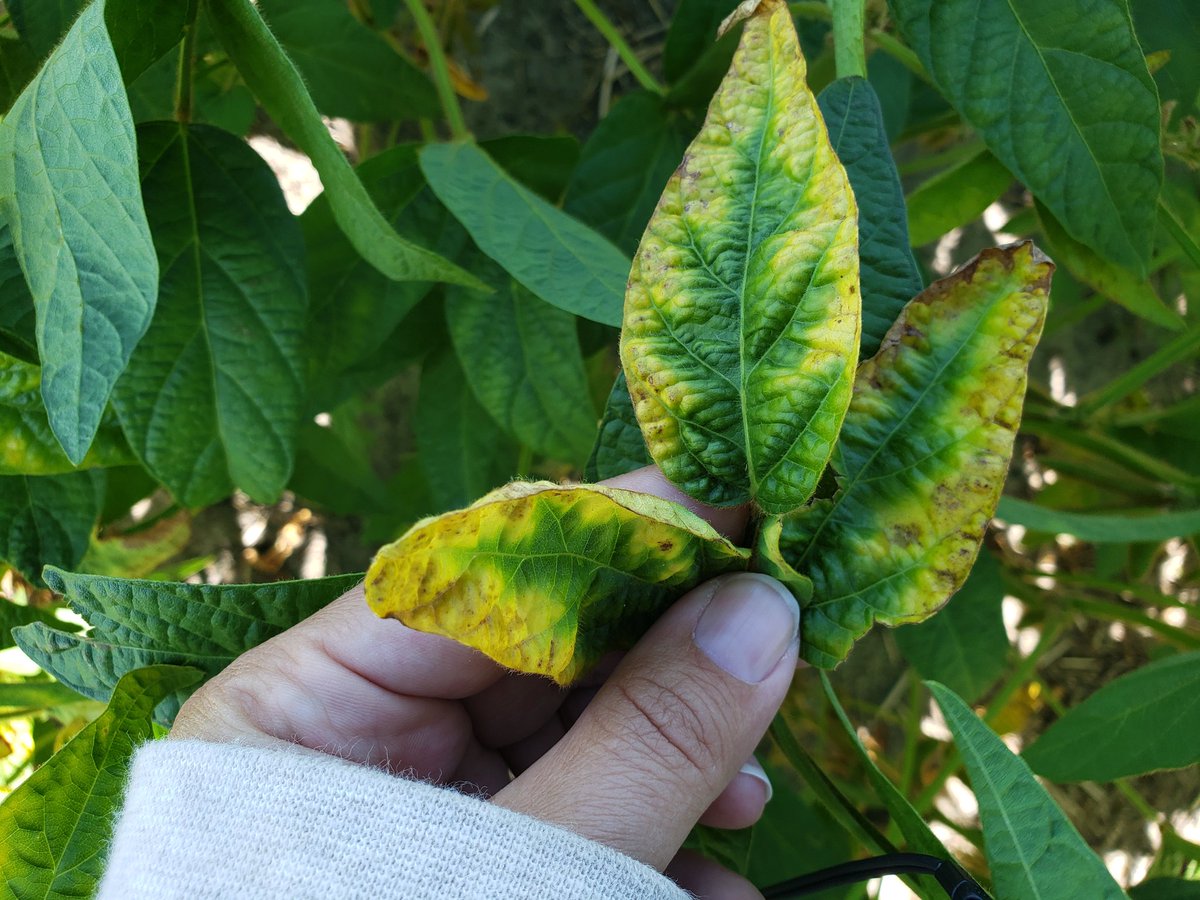 toneag14's tweet photo. Patches of K deficiency showing on sandy ridges in soybeans. https://t.co/h1pIEOubaD