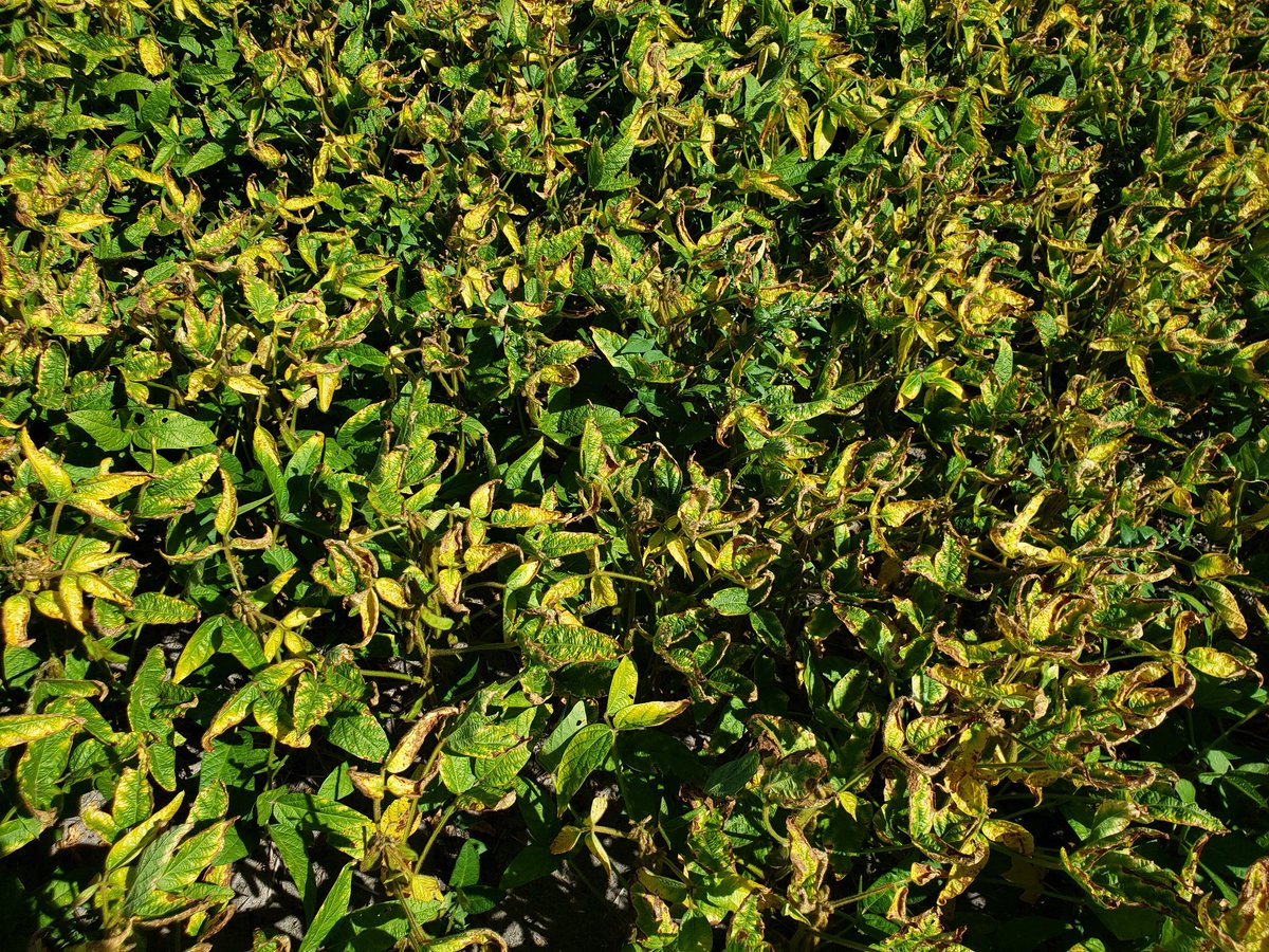toneag14's tweet photo. Patches of K deficiency showing on sandy ridges in soybeans. https://t.co/h1pIEOubaD