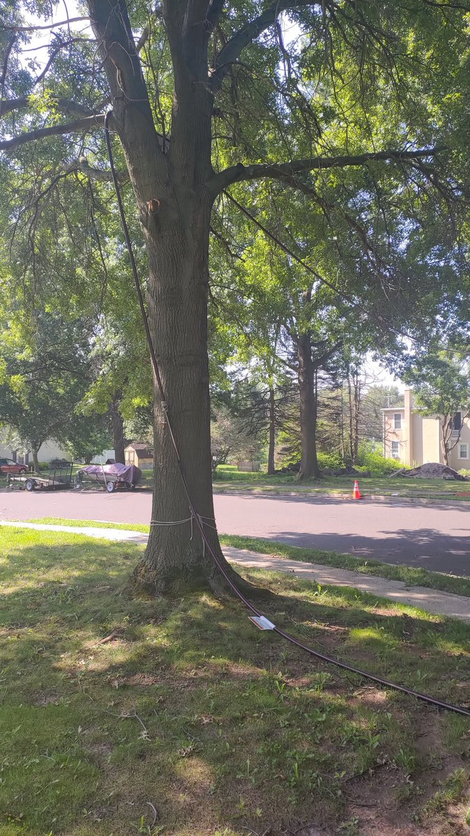 KillersMagic's tweet image. Don't ask if this is ok first??? just hanging a huge cable on a branch that's half dead?! Is this what you call a fix?! @PECOconnect
