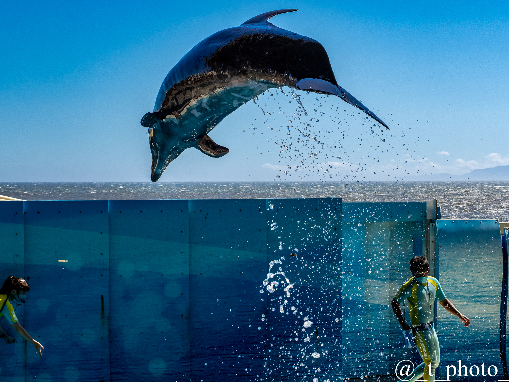 とーりん 海をバックにジャンプする イルカが見たくて ４ そんなにジャンプしたら 柵超えて海まで飛んでっちゃいそうだよ さらにアップバージョンで ファインダー越しの私の世界 写真好きな人と繋がりたい イルカ ジャンプ 新江ノ島水族館