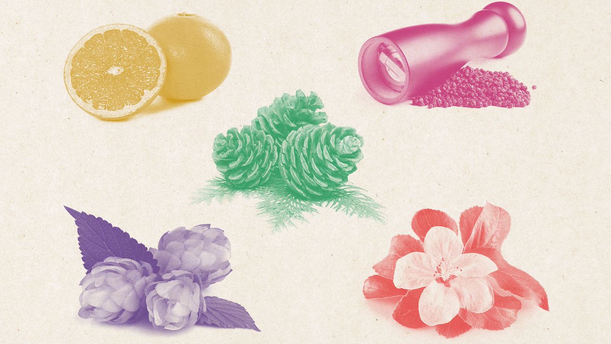 What are terpenes anyway? Find out what brings flavour to your cannabis, over on the blog: bit.ly/3fMexdp