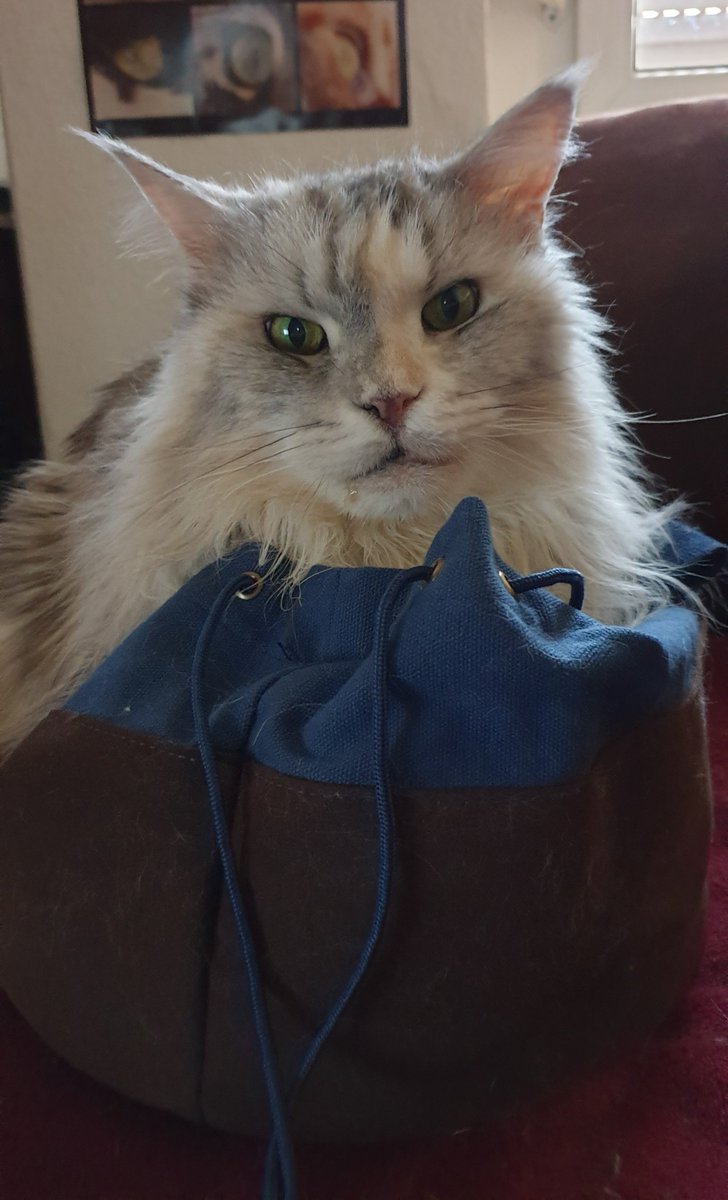 Thapojere's tweet photo. Dangerous dragon cat sitting on her dice bag of hording protecting her shiny click-clacks with extra special grumpy looks.

Dice seem to make the best pillow 🤷‍♀️

#dice #dnd #Criticalrole #criticalrolefanart #cat https://t.co/sac0OIXsbZ