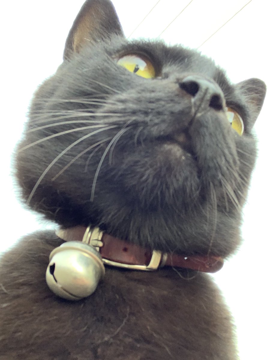 ironworkskoru's tweet photo. 小松市在住の猫です！
ぬんっ

#私たちはどうかしている
#猫
#小松市
#石川県
#ironworkskoru https://t.co/th9HN3wDiA