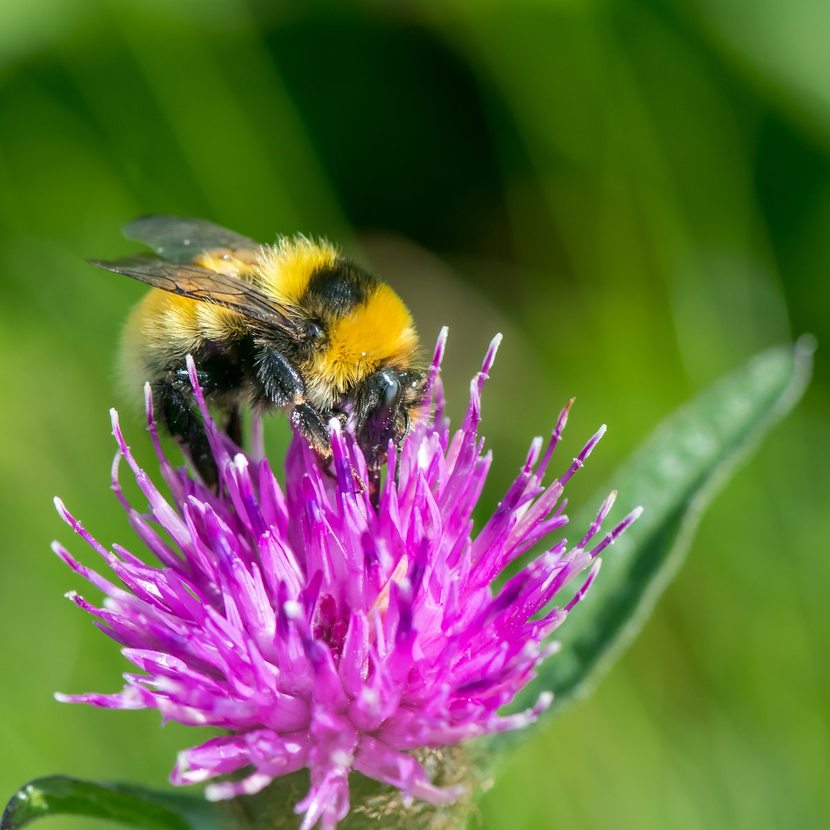 BumblebeeTrust's tweet photo. We're delighted to announce that @ScottishPower #ScottishPowerFoundation are funding our vital work to safeguard threatened populations of one of the UK's rarest bumblebees, the Great Yellow bumblebee! https://t.co/QHzPPEsbzG https://t.co/mtY9YLgc1O