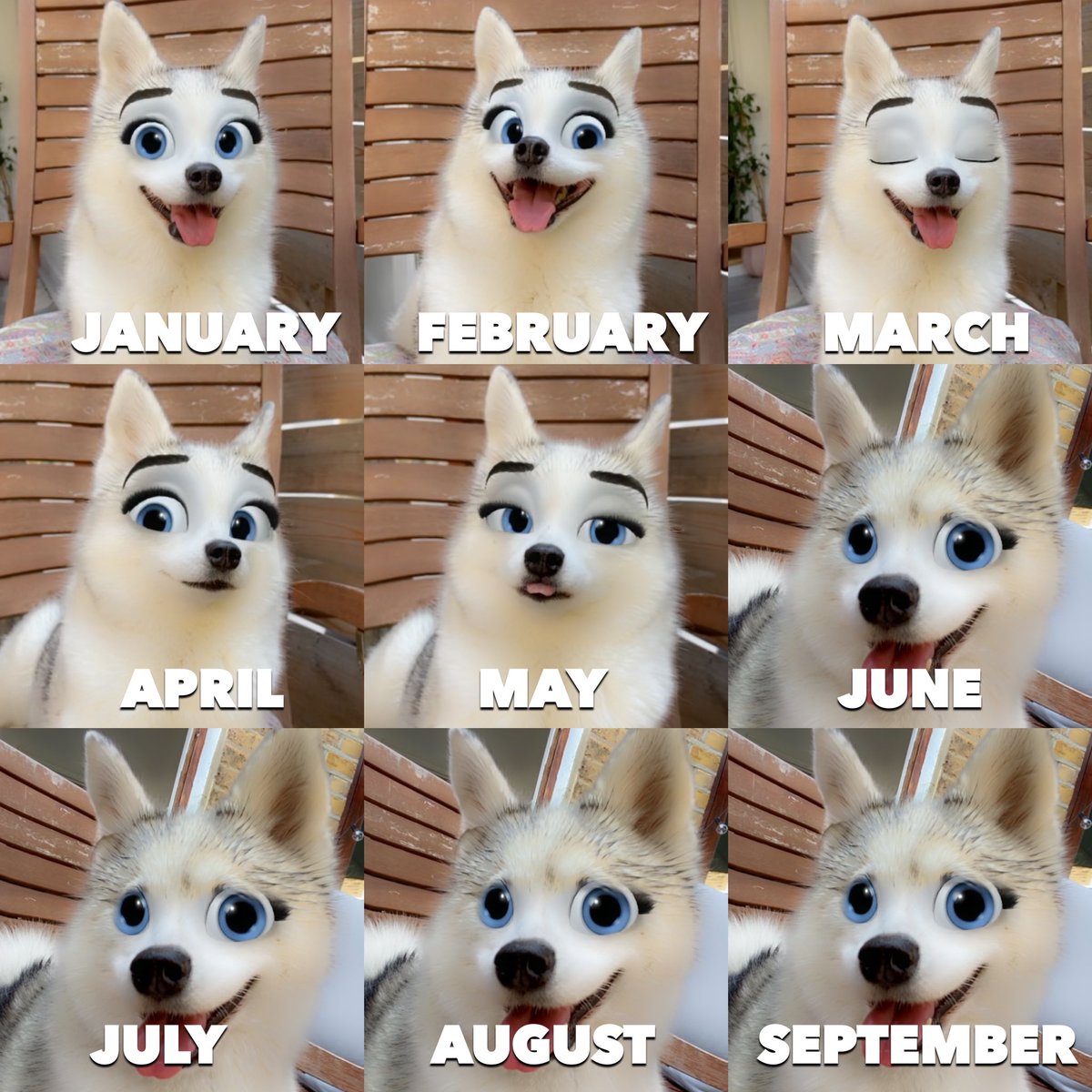 My dog represents my #2020 mood #kleekailuna #dogsoftwitter