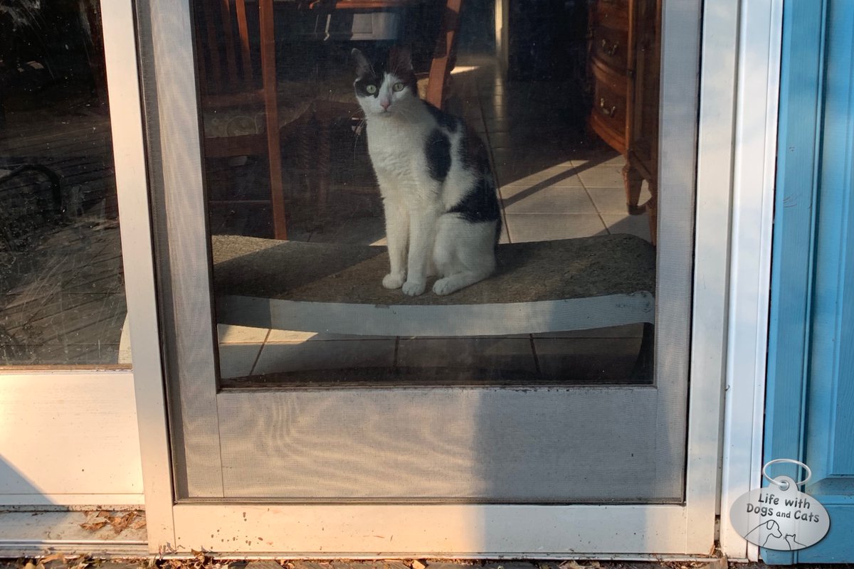 WithDogsAndCats's tweet photo. Why are you outside when there is a hungry cat inside? #ElsaClair #breakfastislate #slowservice #complaintomanagement https://t.co/nZGKd2mWo6