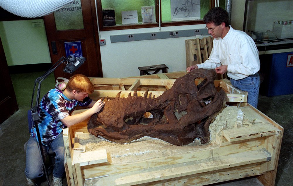 Twelve fossil preparators spent over 30,000 hours readying the fossil for display. SUE's skull alone required 3,500 hours of meticulous work!   #Happy30SUE