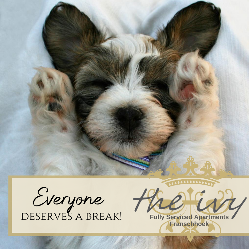 reat the family to a much deserved post-lockdown breakaway. At The Ivy Apartments, the WHOLE family is in for a luxury stay, even the four-legged kids.

#cabinfever #breakaway #capewinelands #franschhoek #dogfriendly #visitfranschhoek #openforbusiness