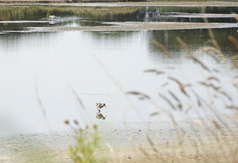 MerylWingfield's tweet photo. Watching the local residents @wildeastdevon #seatonwetlands #beginnerbirder https://t.co/NTSFhZfs5X