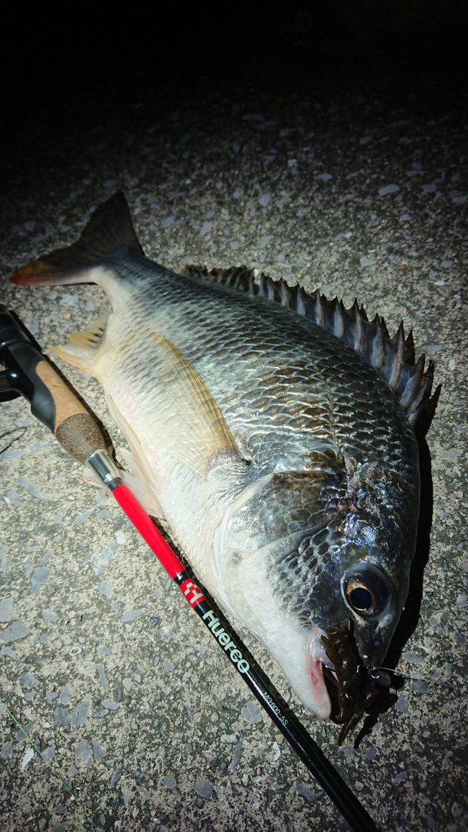 ryo7516's tweet photo. またまたチャヌ😍
サイズアップ😅
網ないから抜きあげ大変。。。😅
今日こういう日。
根魚どこ？🥺
#JUNGLEGYM
#ジャングルジム
#リングドイースター
#ミクロ
#Huerco
#フエルコ https://t.co/mh02T7JSkB