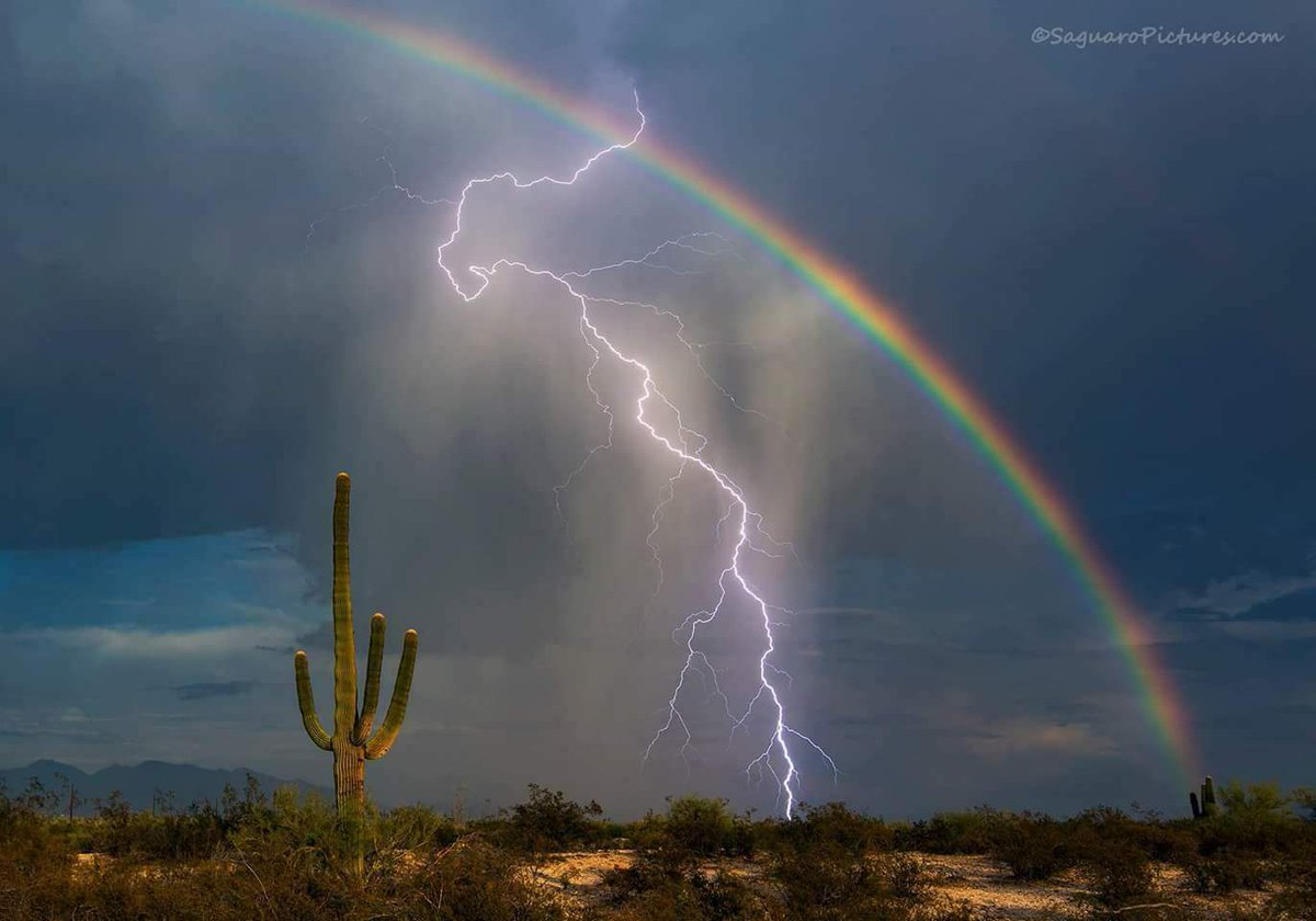 Once in a lifetime shot ...
#saguaropictures
#GregMcCown
