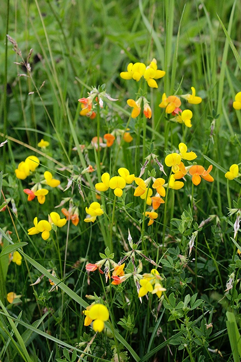 Lotus corniculatus, Bird’s-foot Trefoil: 1 of 3 threadsBlooms May–Sept in grassy places, verges, short turf, meadows; reblooms rapidly after cutting. 130 dependents. Here are some of the 39 species of Macromoths it supports. Abbreviated here to BFT @WebsWild  #wildwebswednesday