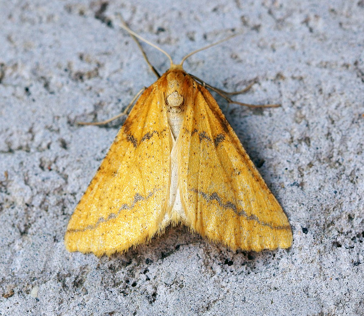 Semiaspilates ochrearia, syn. Aspitates ochrearia, Yellow Belle. Usually a coastal species, it uses a variety of coastal plants, inc. Buckshorn Plantain, Sea Wormwood, Wild Carrot, as well as several leguminous species incl. Hare’s foot Clover & BFT Pic by Ben Sale, CC BY 2.0