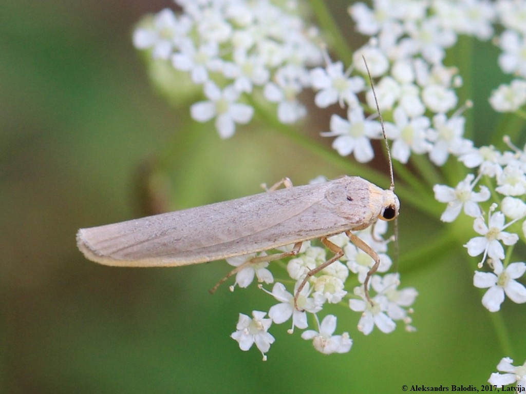 Eilema caniola (Hubner) Hoary Footman, larvae feed on lichens & algae, but also BFT and other Leguminosae. Such and elegant genus as a whole. Pic by AfroBrazilian,CC BY-SA 4.0