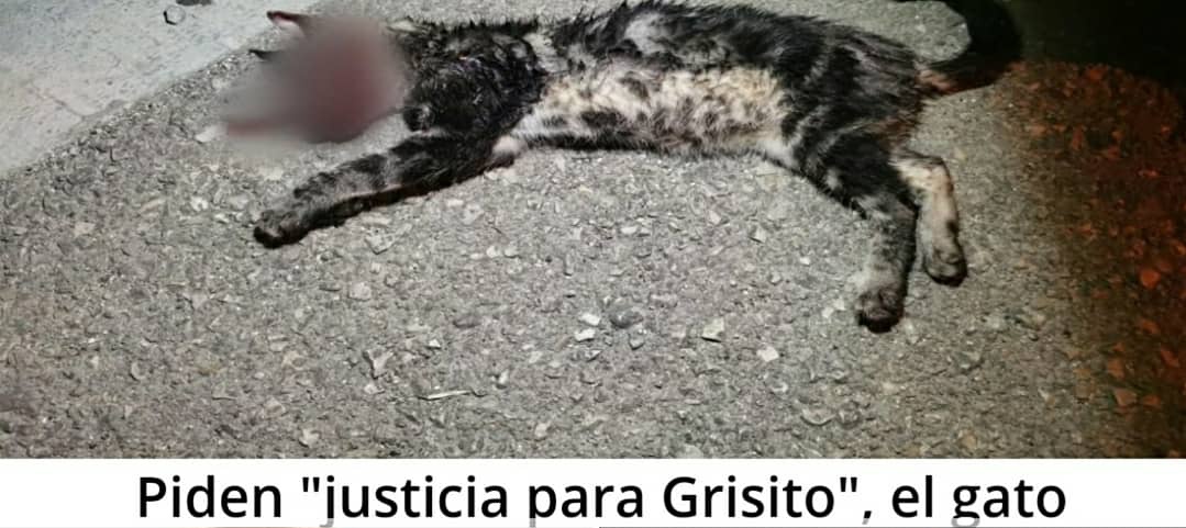 AsociacionADAT's tweet photo. #JusticiaParaGrisito

J.C y D.A.D.N detenidos por presuntamente torturar y matar al #gato #grisito en #Manacor #Mallorca fueron en listas del PP @populares de @ManacorPp

#MaltratoAnimal  #LealesOrg
👇👇 https://t.co/bynEmgBRLf