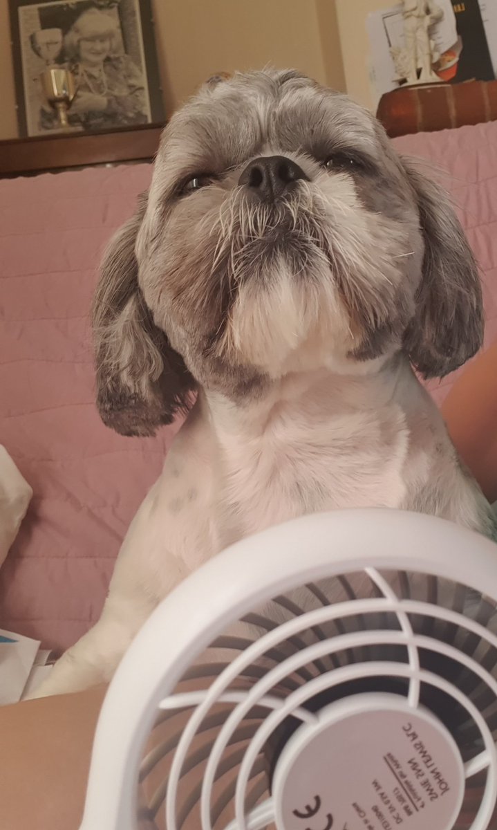 sarah07's tweet photo. @jlandpartners my little princess loves your fan!!!! https://t.co/cl3ibUJaGs