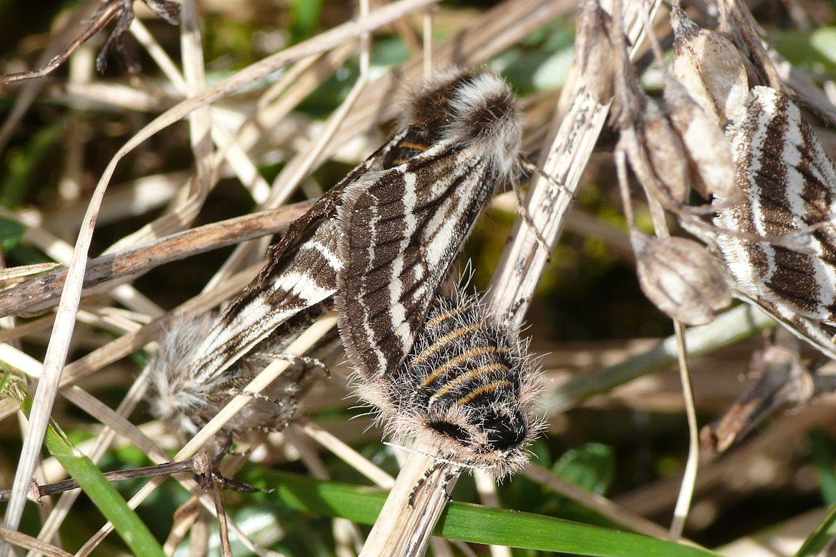 Lycia zonaria, Belted Beauty, is a coastal genus with a wingless female; she lays her eggs mainly on BFT, Kidney Vetch & other legumes, as well as Creeping willow, & Burnet Rose, on dunes, links, and in the machair on the Hebrides Pic by Harald Süpfle, CC BY-SA 3.0