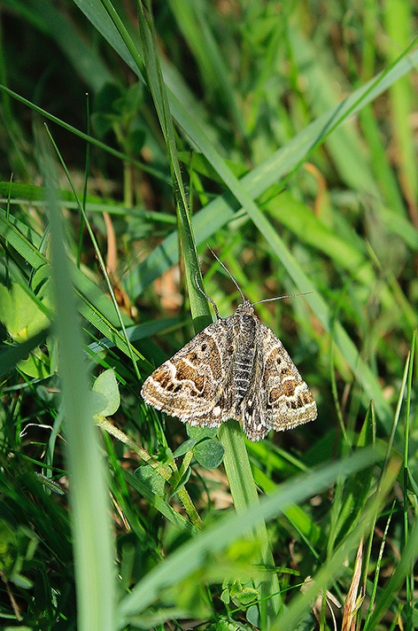 Callistege mi, Mother Shipton, which I’ve seen most often in limestone grassland up here, where the larval hosts BFT, Red and White clovers and Black Medick are abundant. pic by me