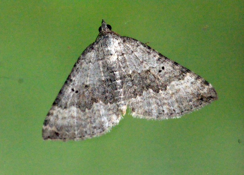 Scotopteryx bipunctaria, Chalk Carpet, depends entirely on Leguminosae as larval hosts; BFT, other trefoils, vetches & clovers, and is associated with a range of chalk and limestone habitats. Nationally Scarce B. Pic by Ben Sale, CC BY 2.0