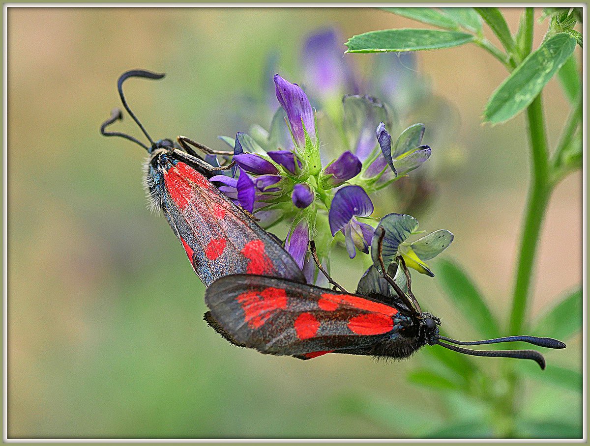 Zygaena loti, Slender Scotch Burnet, females often nectar at BFT – she chooses shorter, less vigorous plants as a larval host, in grazed turf, on disturbed ground, or on sunny south facing slopes on Mull and Ulva. Pic by Rolf Dietrich Brecher, CC BY 2.0