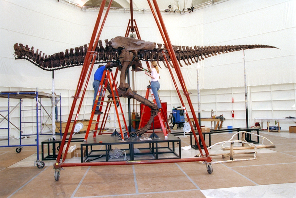Additionally, it took 20,000 hours to build and prepare the original SUE exhibit. On May 17, 2000, SUE debuted in Stanley Field Hall, greeting over 10,000 visitors in a single day.  #Happy30SUE